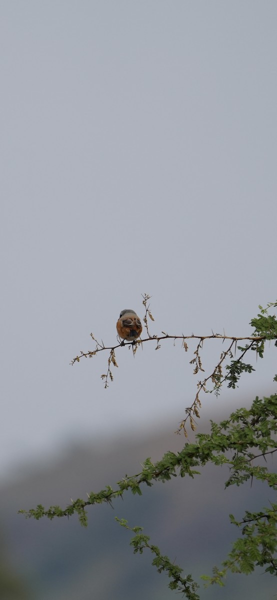 Bay-backed Shrike - ML646048430