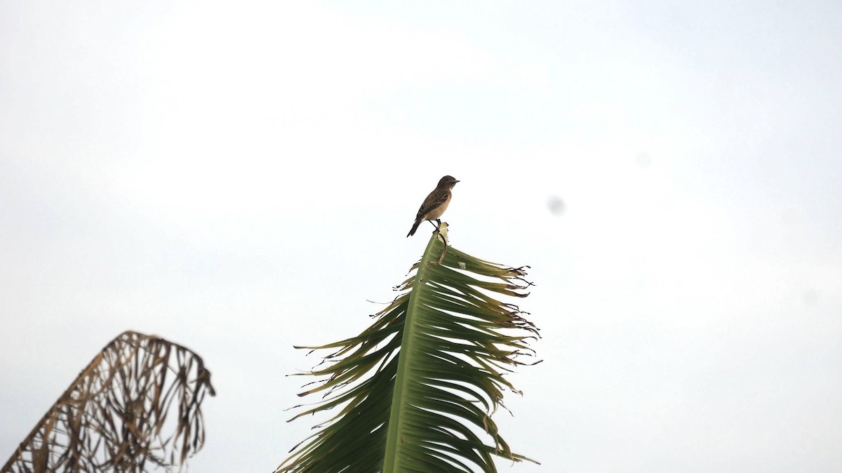 bramborníček východoasijský - ML646048438