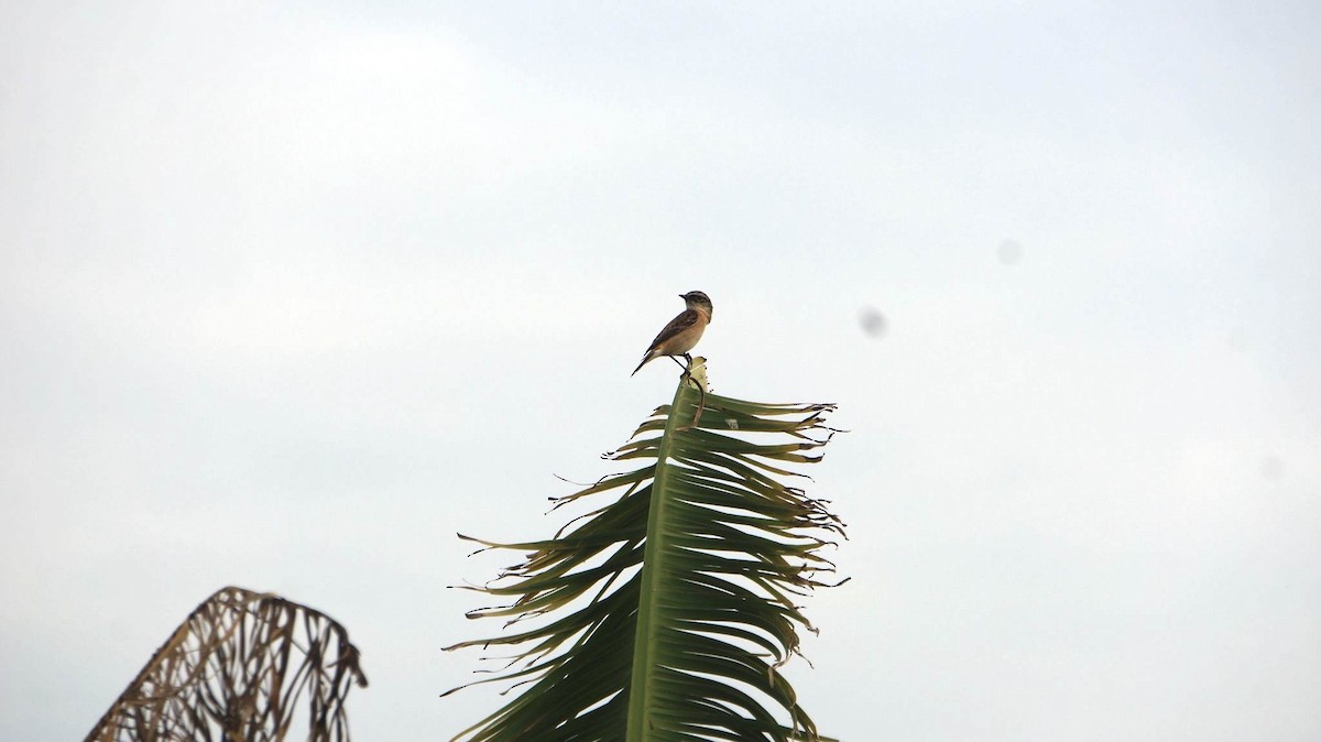 bramborníček východoasijský - ML646048439