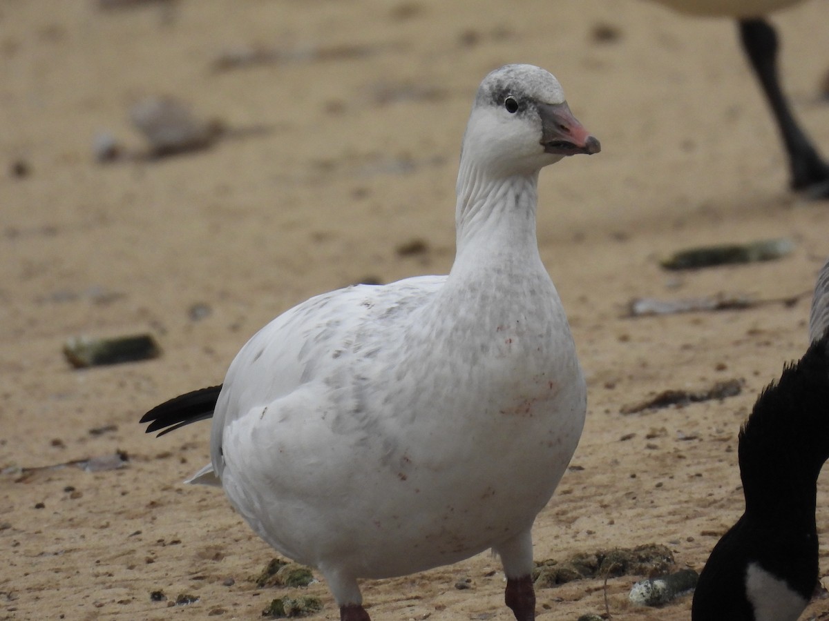 Oie de Ross - ML646048440