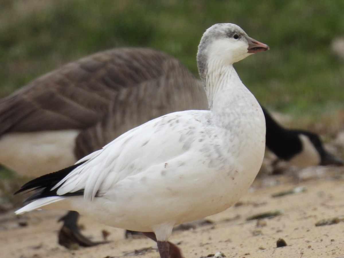 Oie de Ross - ML646048441