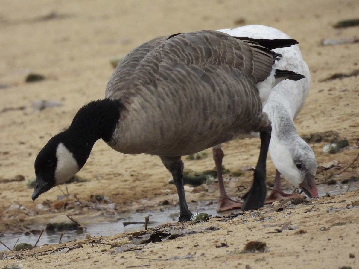 Oie de Ross - ML646048442