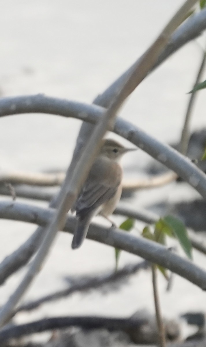 Zarcero Escita - ML646048446