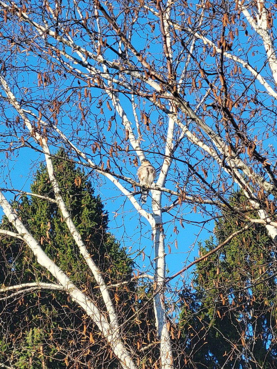 Sharp-shinned Hawk - ML646048447