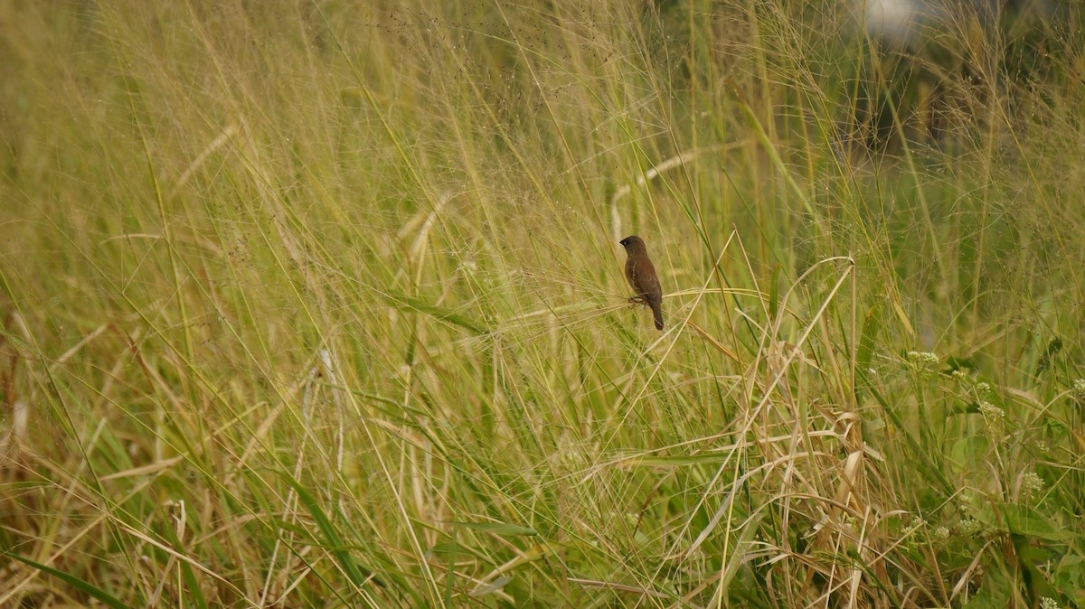 Capuchino Punteado - ML646048449