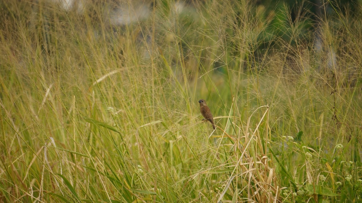 panenka muškátová - ML646048450