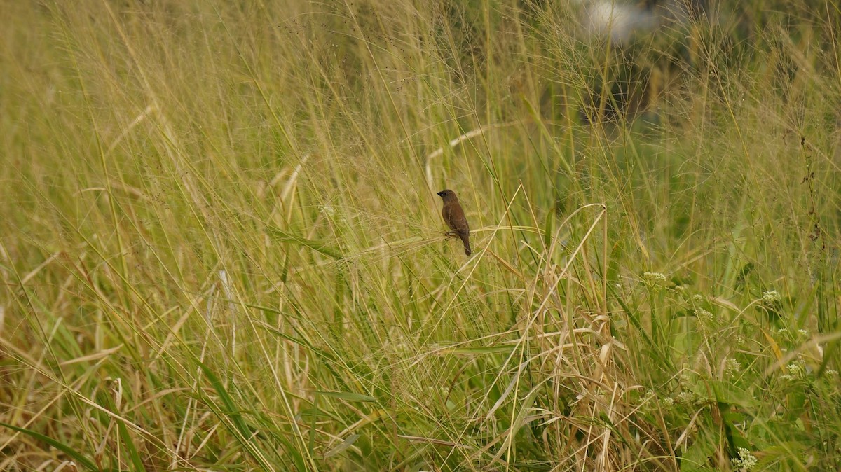 panenka muškátová - ML646048451