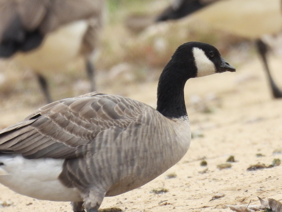 Bernache de Hutchins - ML646048453