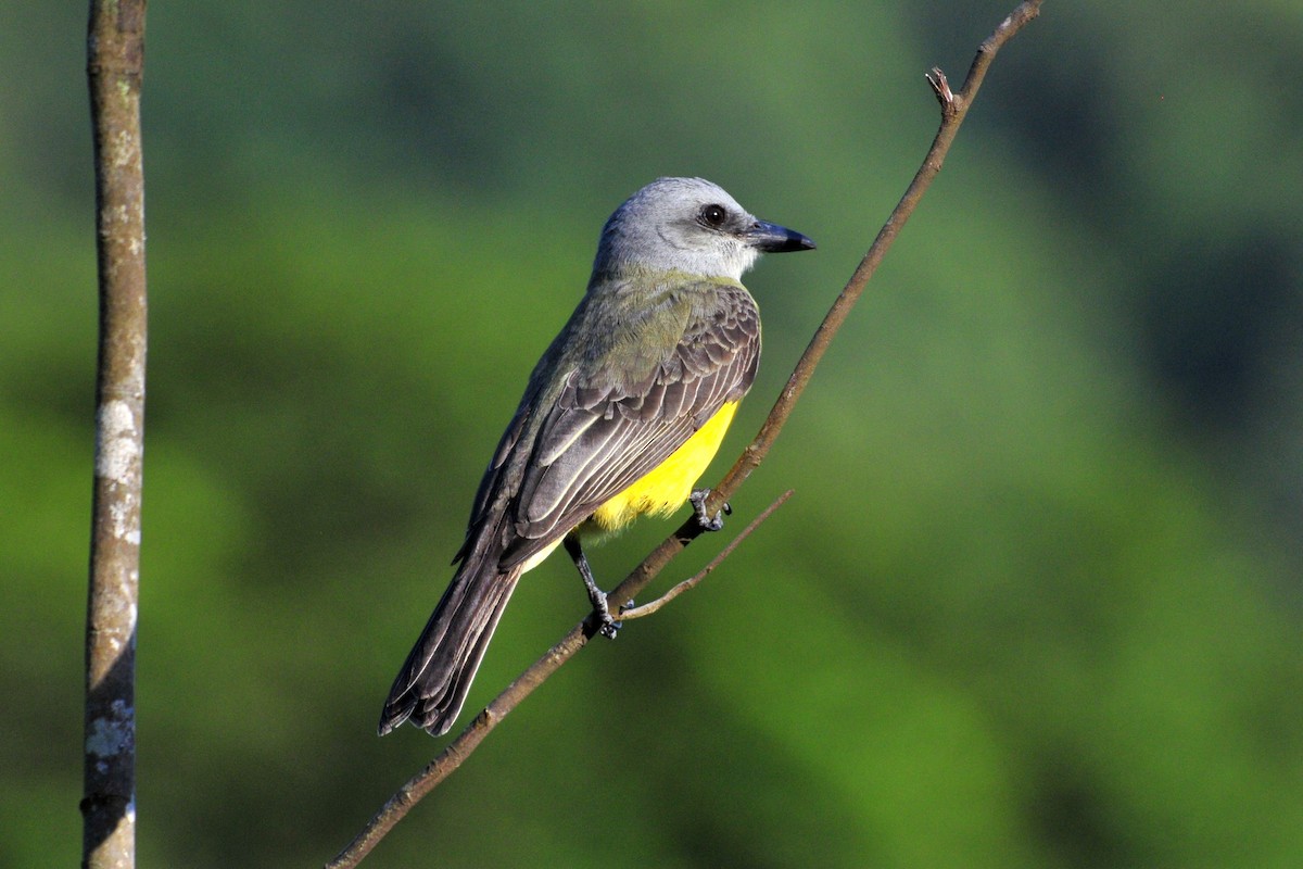 Tirano Melancólico - ML646048454