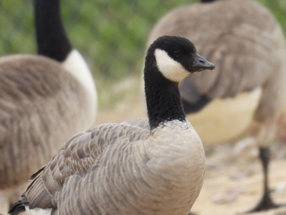 Bernache de Hutchins - ML646048455