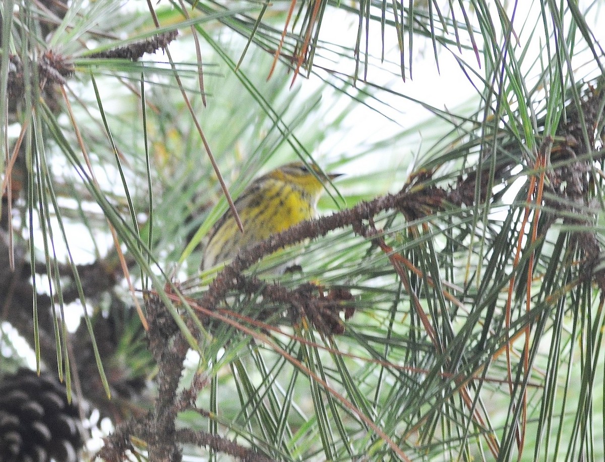 ホオアカアメリカムシクイ - ML646048457