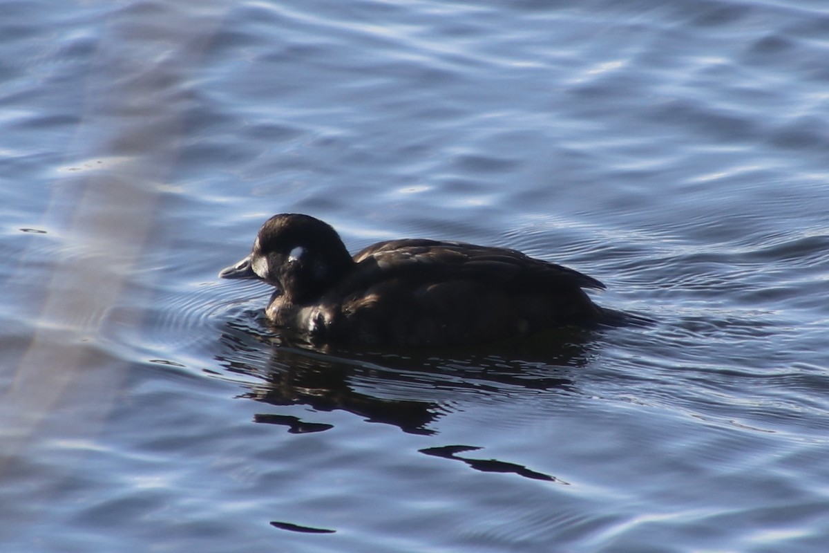 Moretta arlecchino - ML646048460