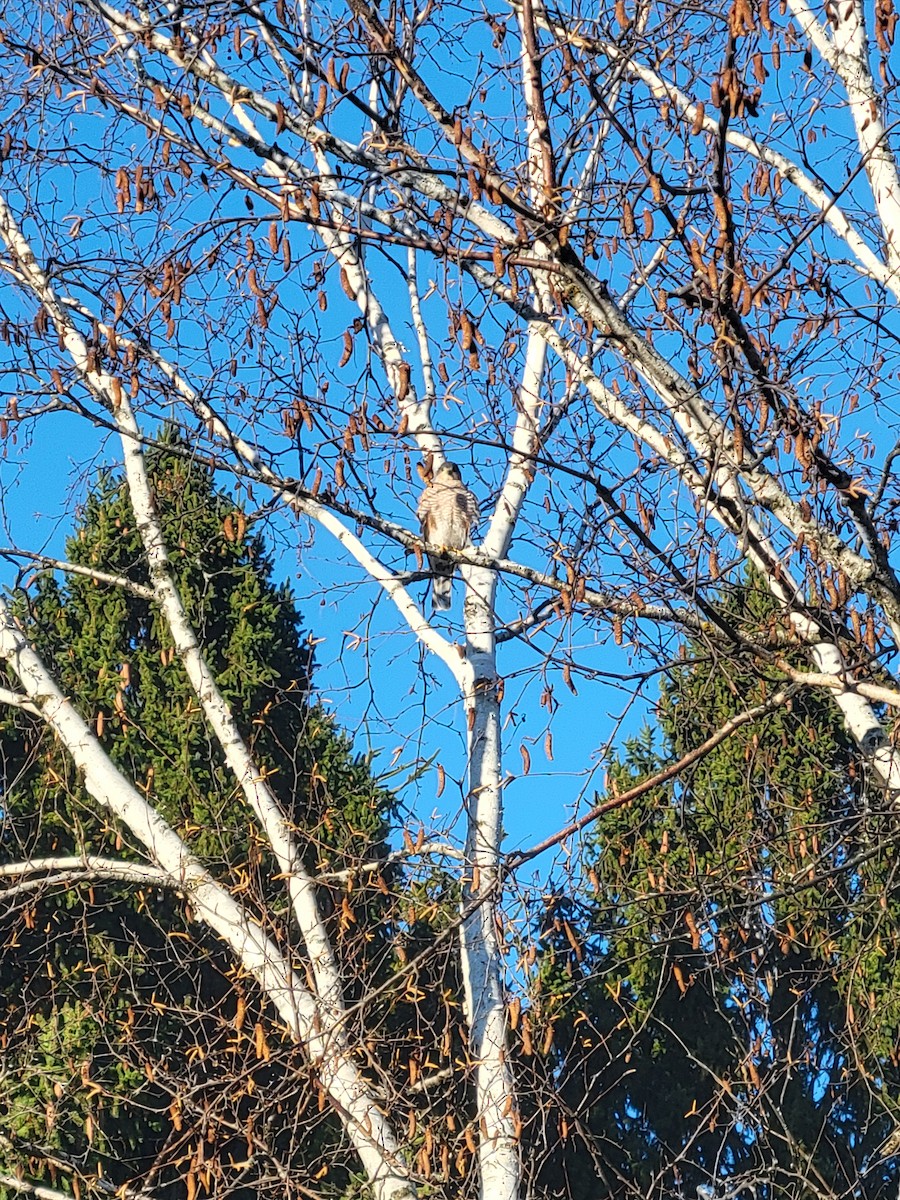 Gavilán Americano - ML646048462