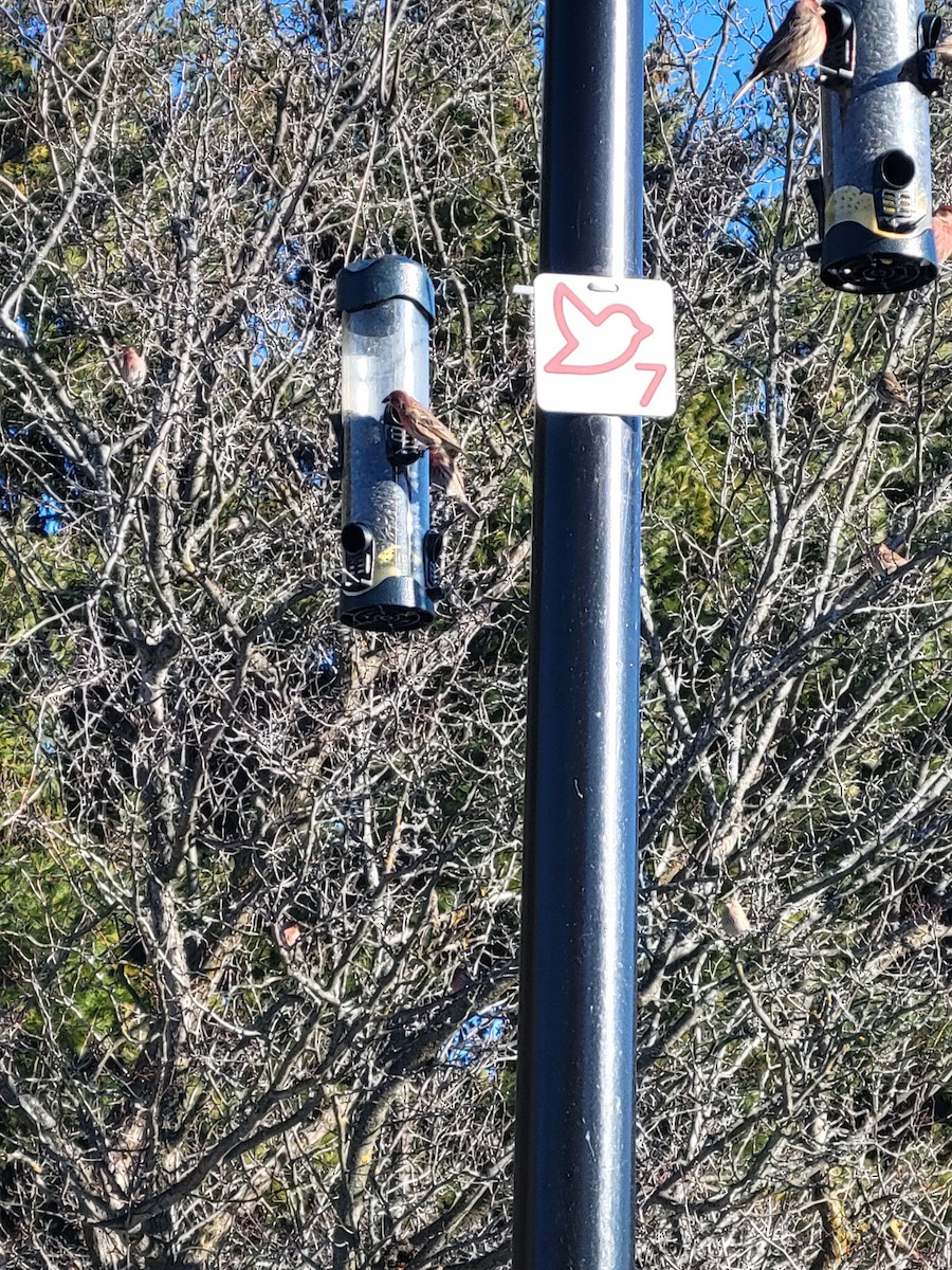 Camachuelo Mexicano - ML646048464