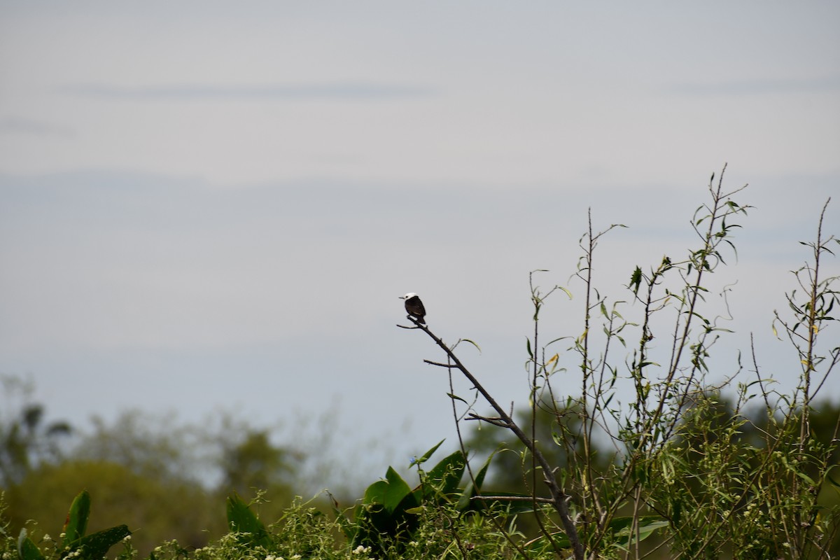 Viudita Cabeciblanca - ML646048465