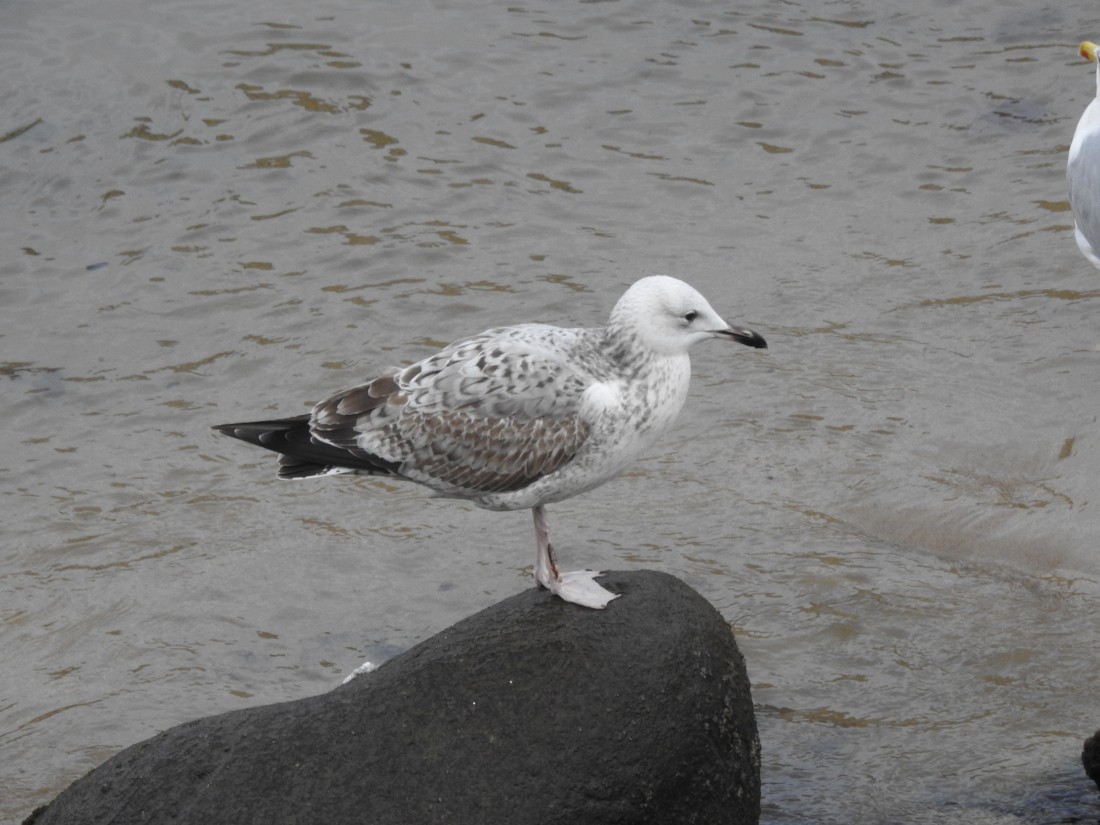 Caspian Gull - ML646048466
