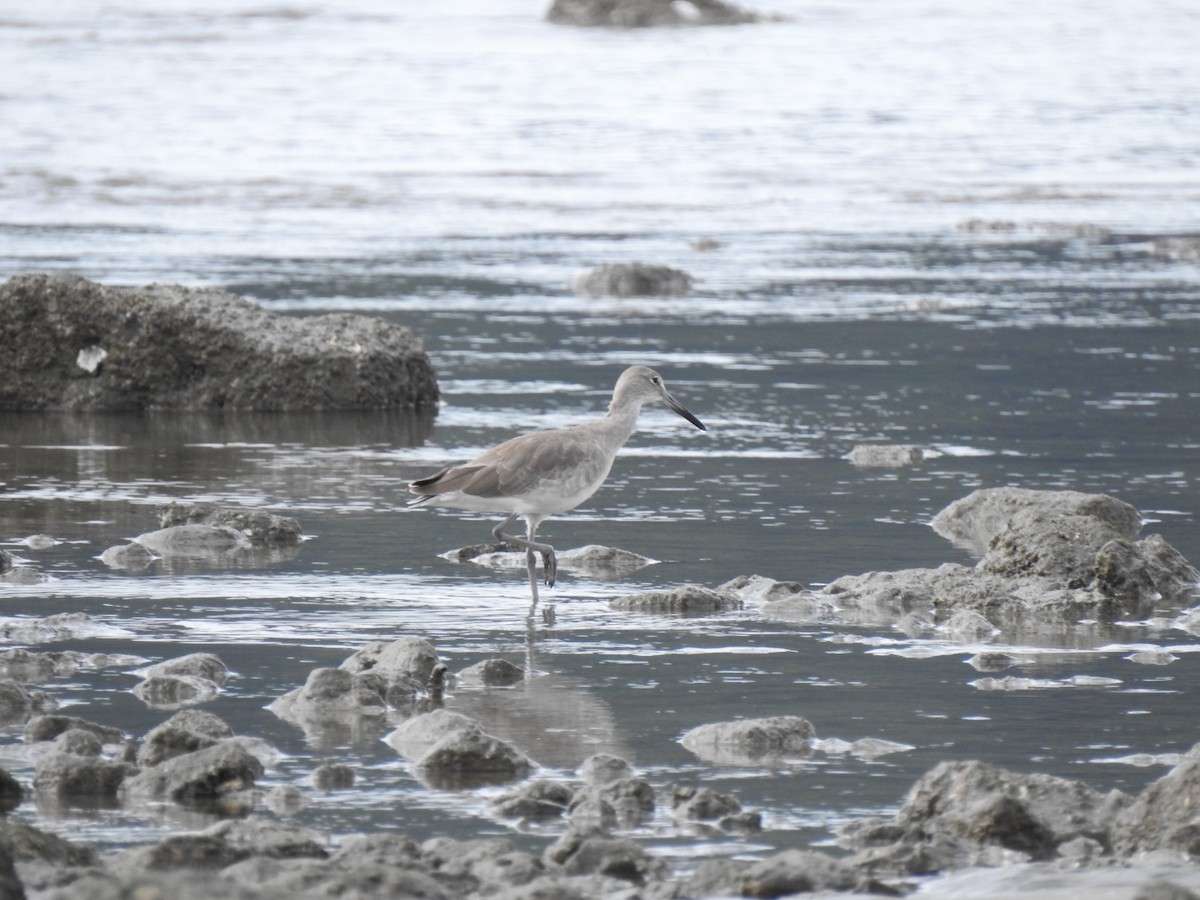 Playero Aliblanco - ML646048468