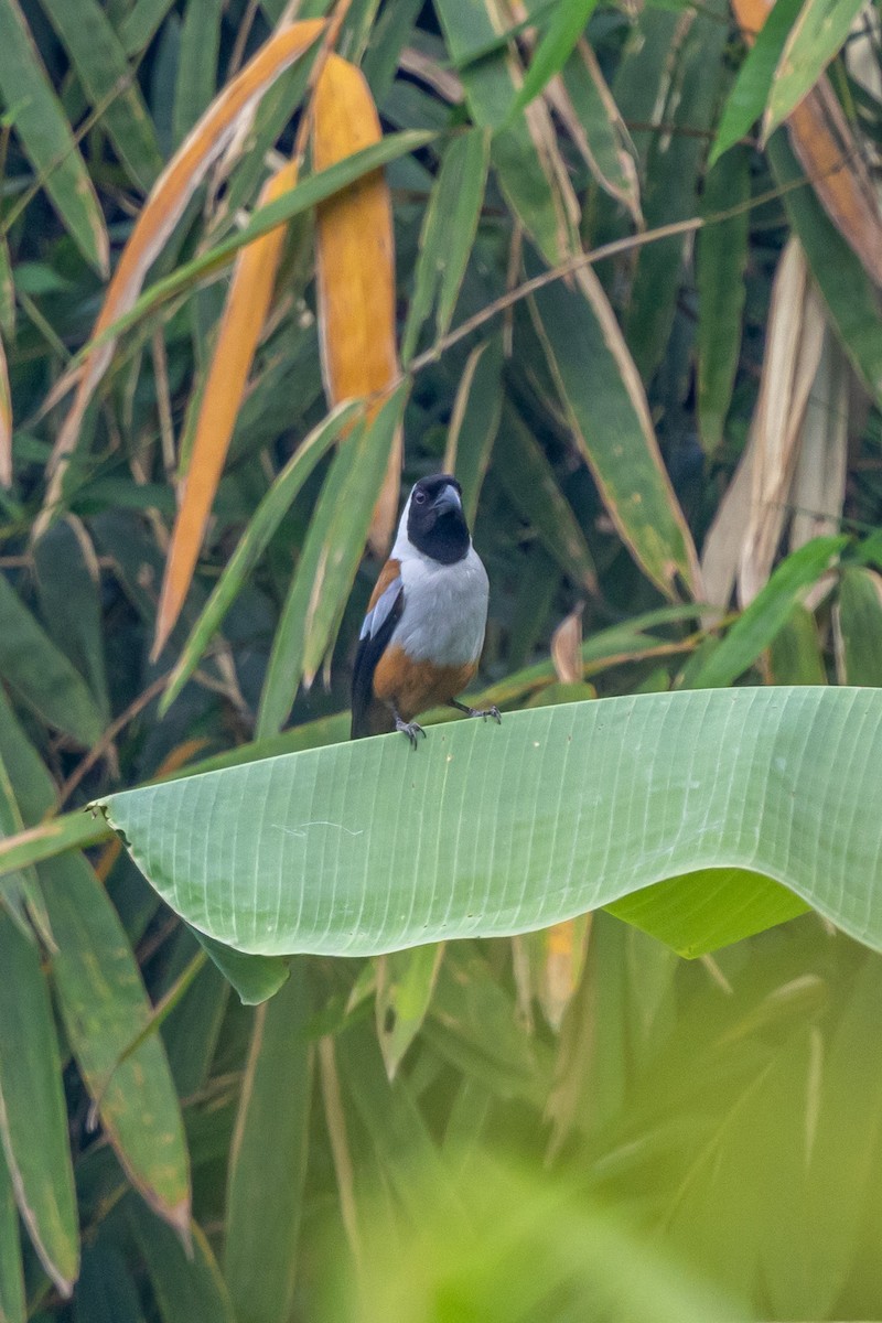 Collared Treepie - ML646048470