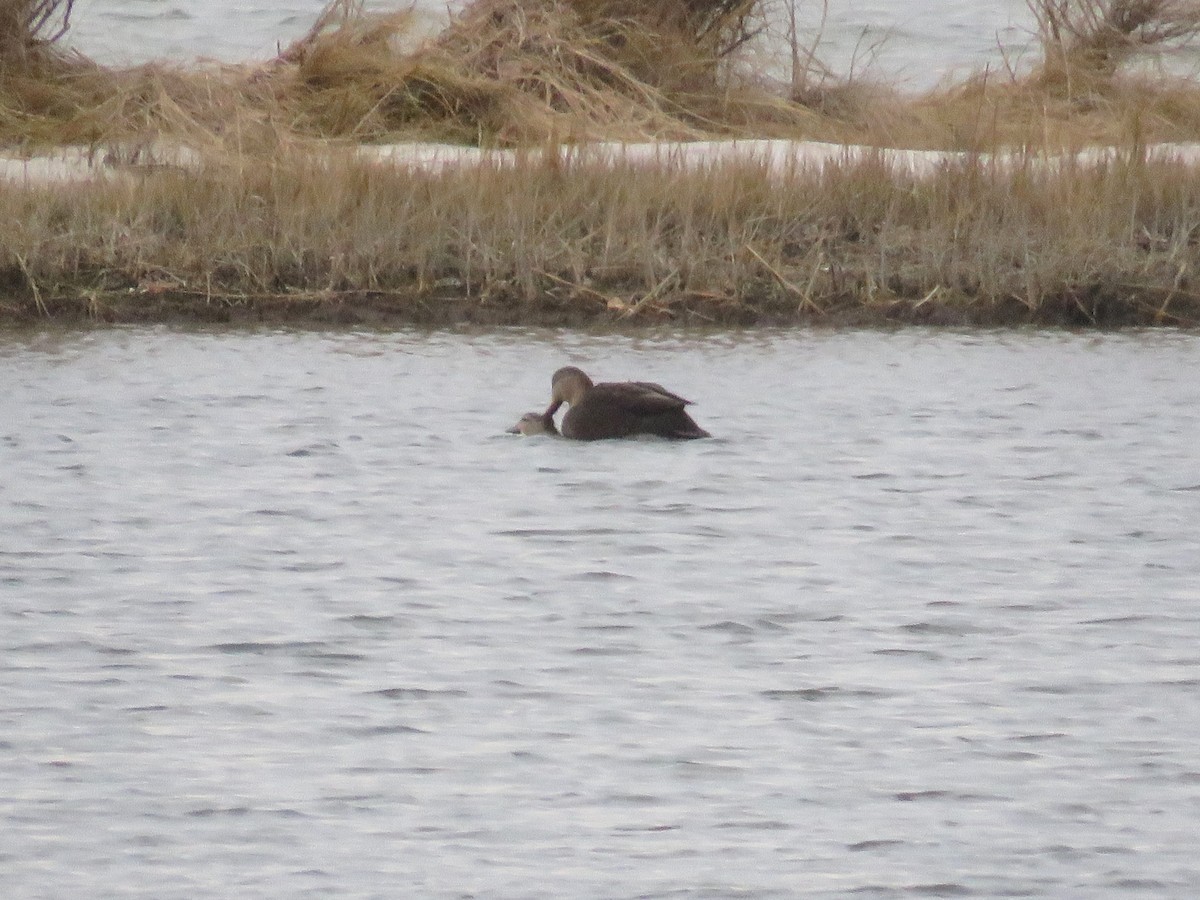 Ánade Sombrío - ML646048471