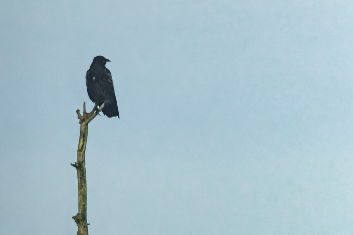 Corneja Negra - ML646048472