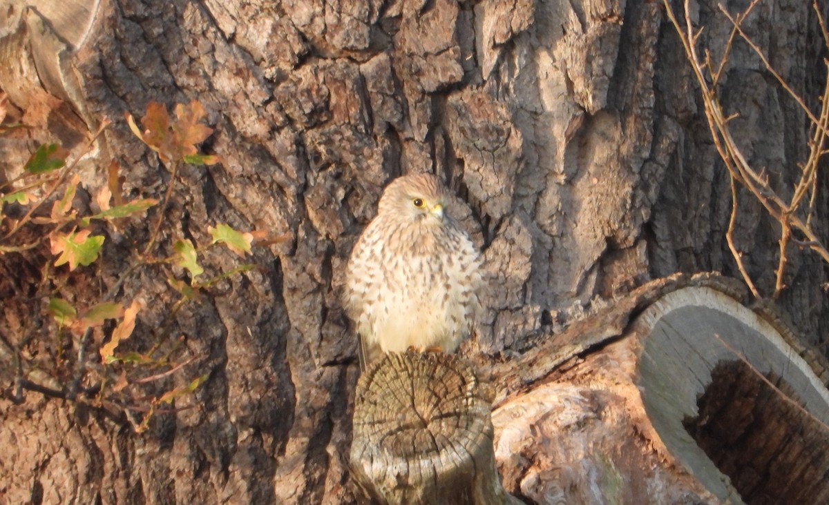 Cernícalo Vulgar - ML646048473