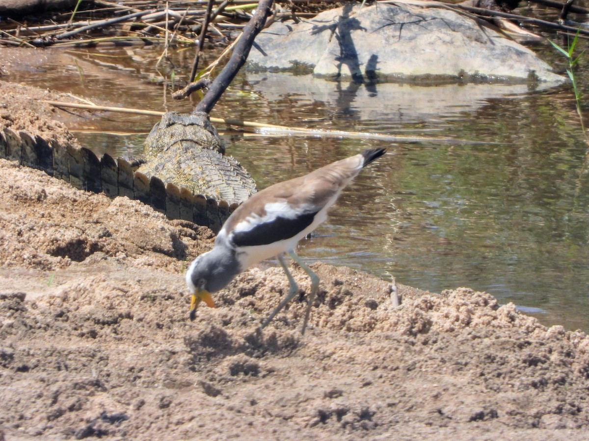 Avefría Coroniblanca - ML646048474