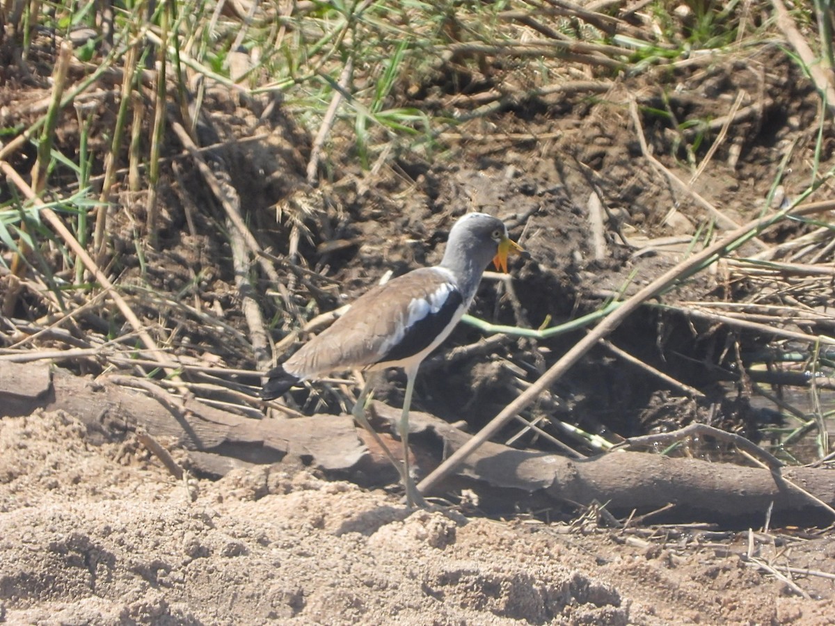 Avefría Coroniblanca - ML646048475