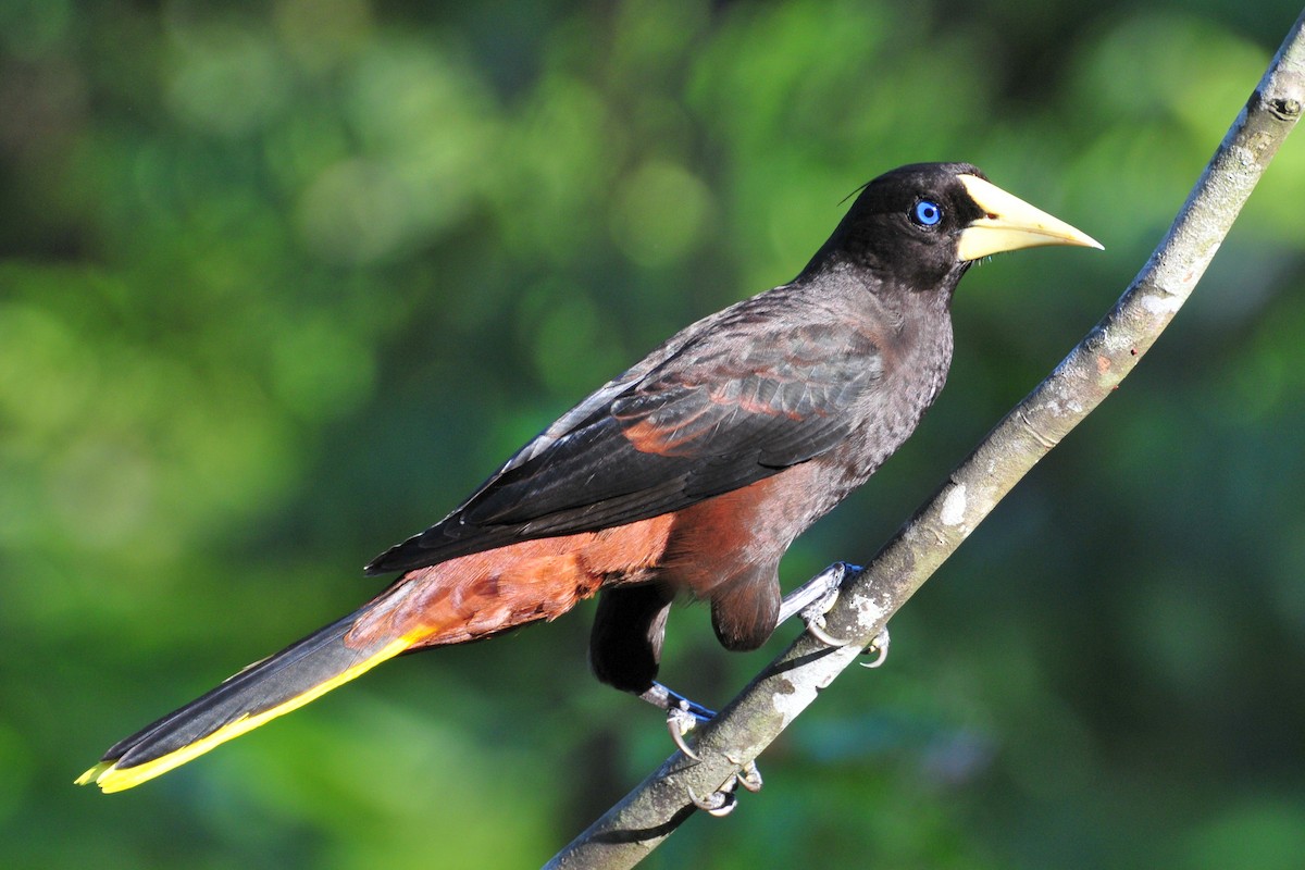 Cacique Crestado - ML646048476