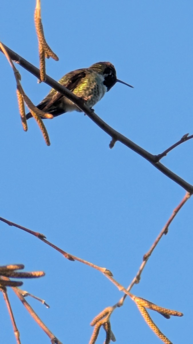 Colibrí de Anna - ML646048477