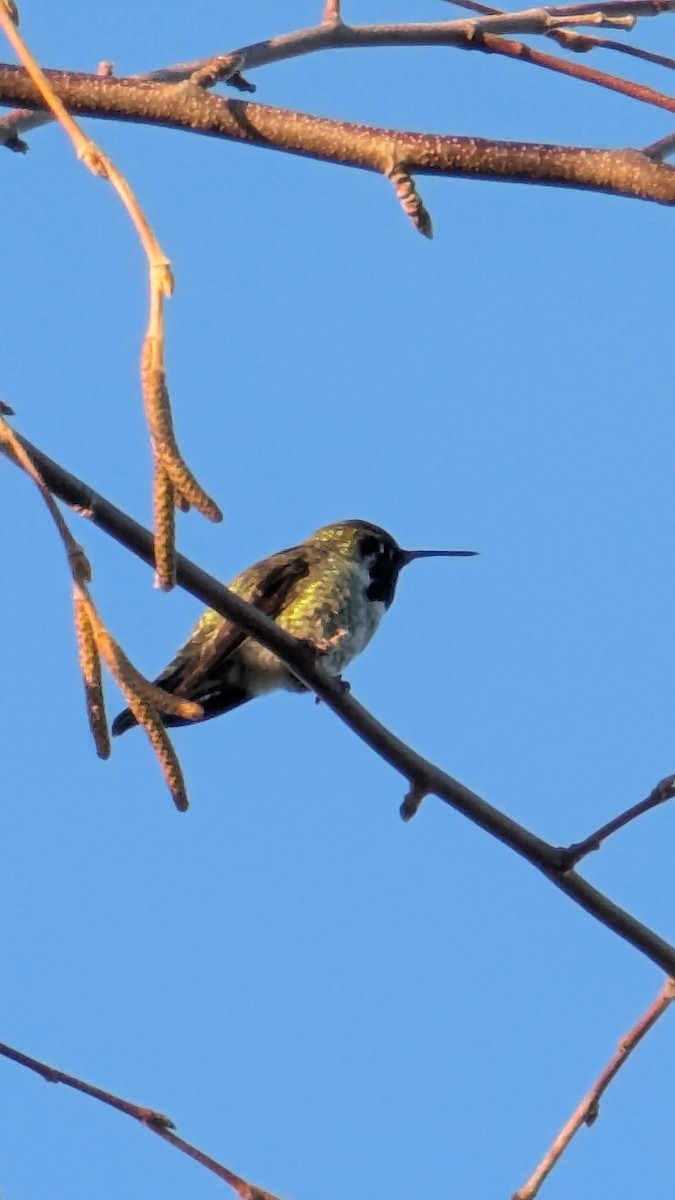 Colibrí de Anna - ML646048478
