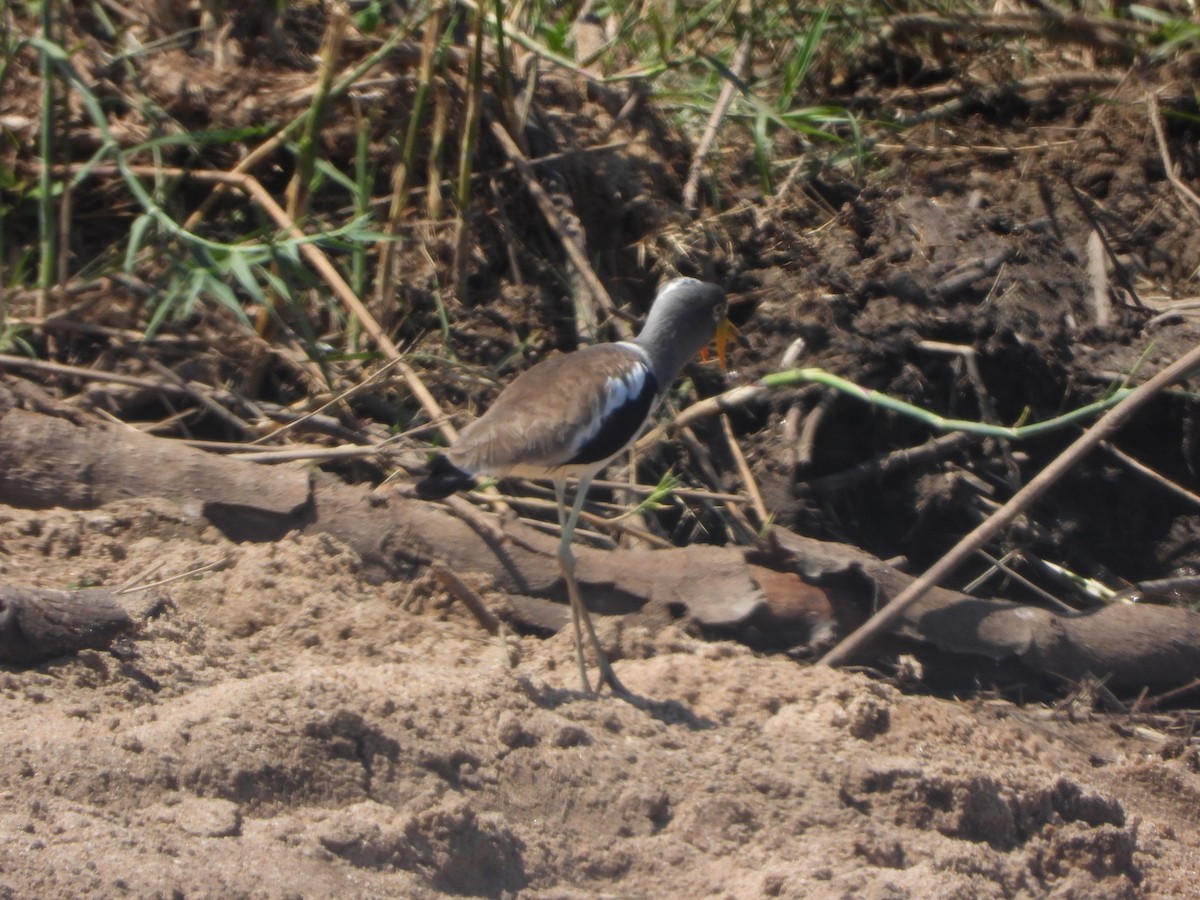 Avefría Coroniblanca - ML646048479