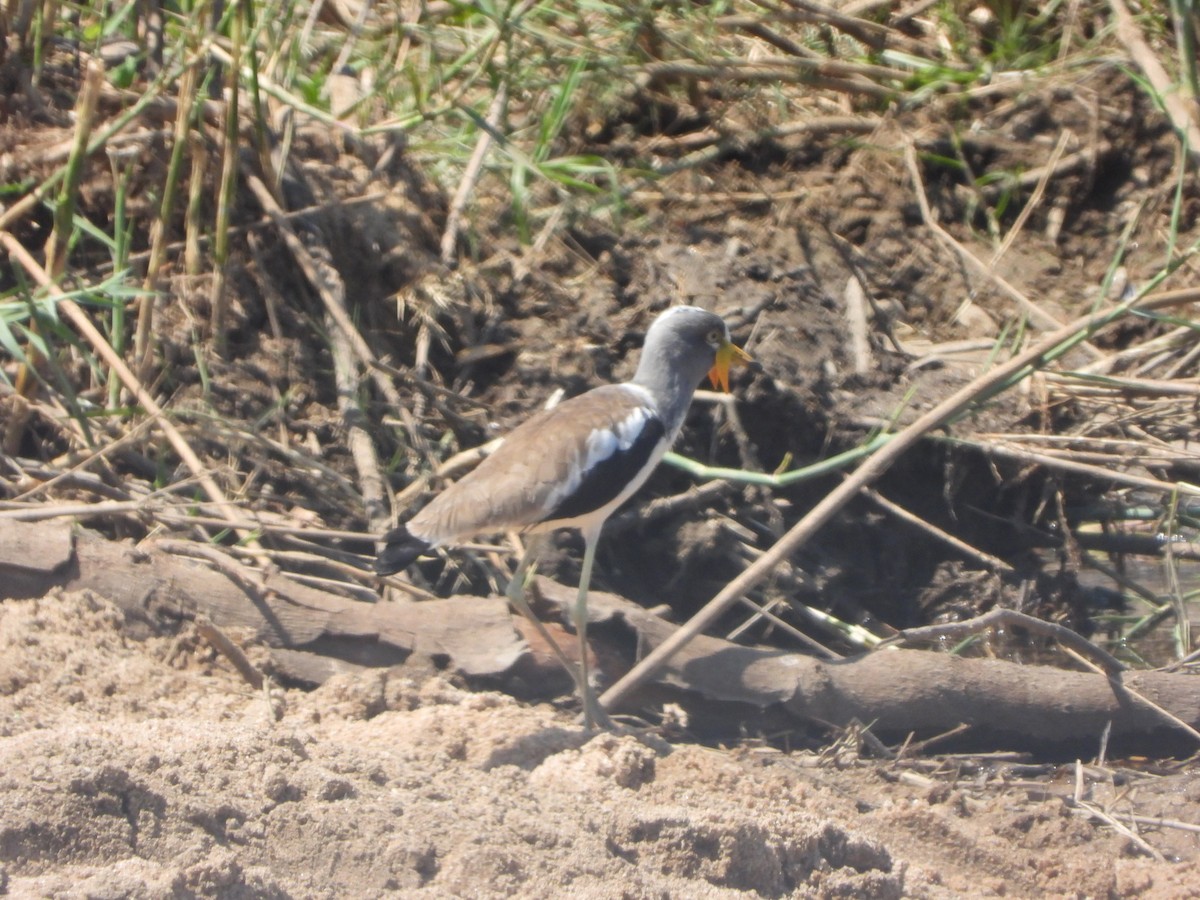 Avefría Coroniblanca - ML646048480