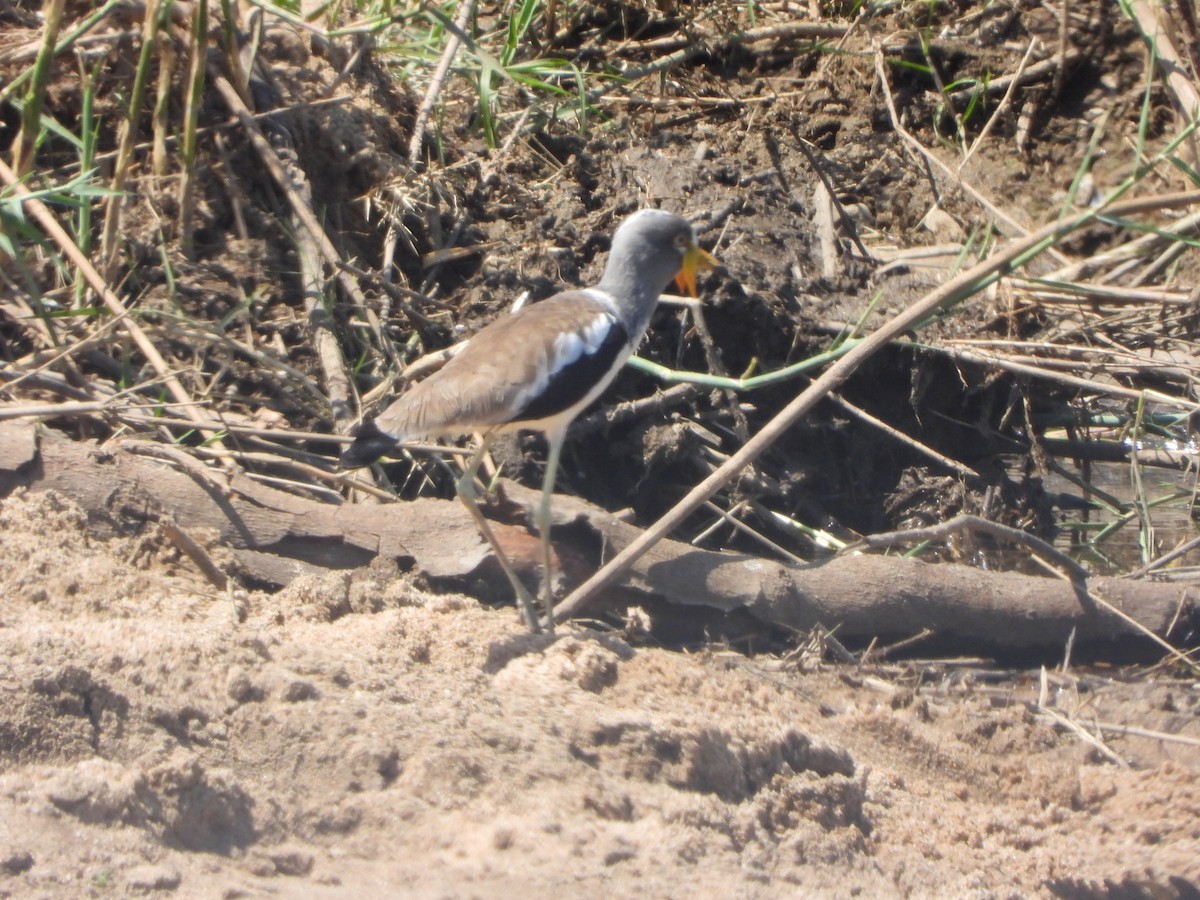 Avefría Coroniblanca - ML646048481