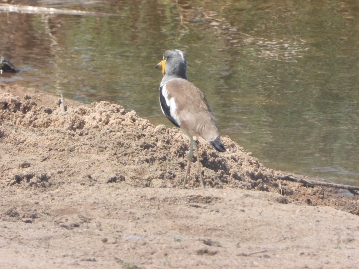 Avefría Coroniblanca - ML646048482