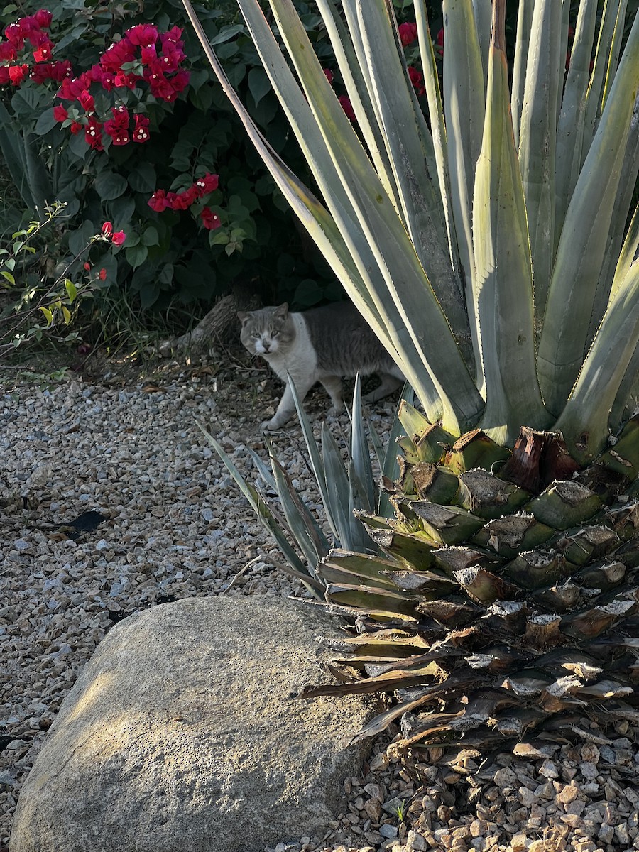 Animals - ML646048486