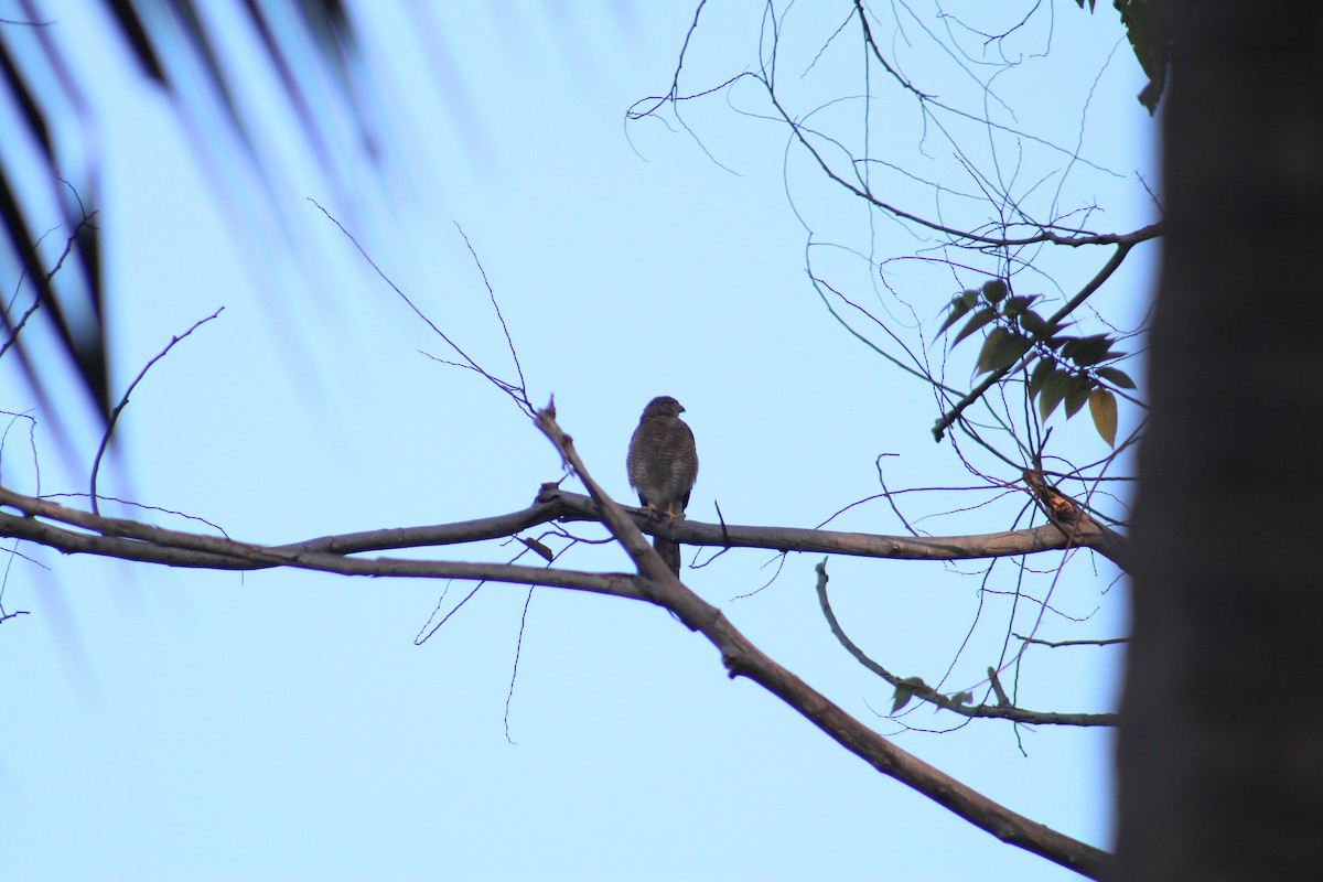 Gavilán Chikra - ML646048487