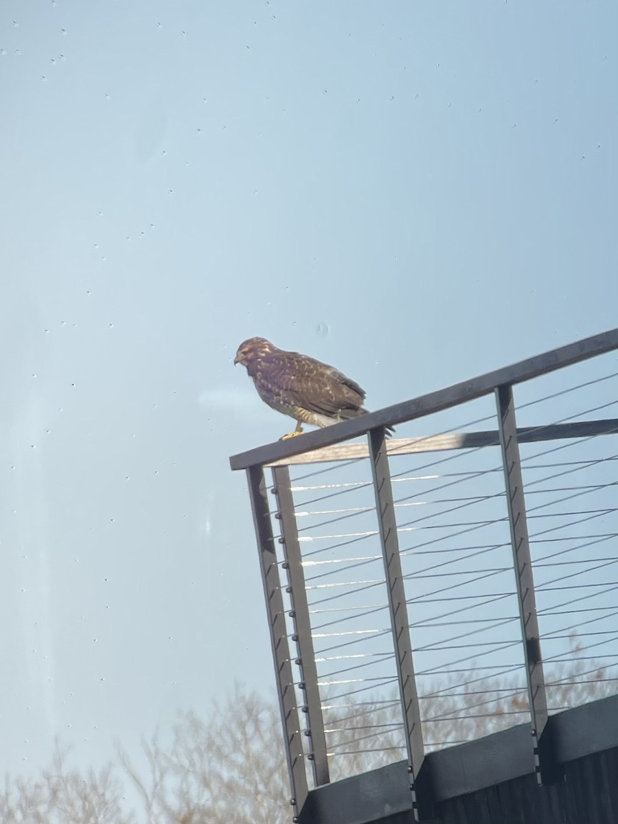 Swainson's Hawk - ML646048489