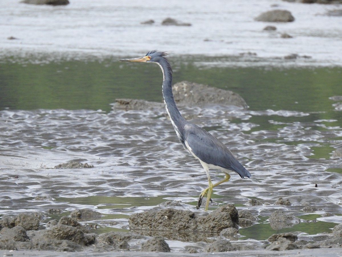 Garceta Tricolor - ML646048490