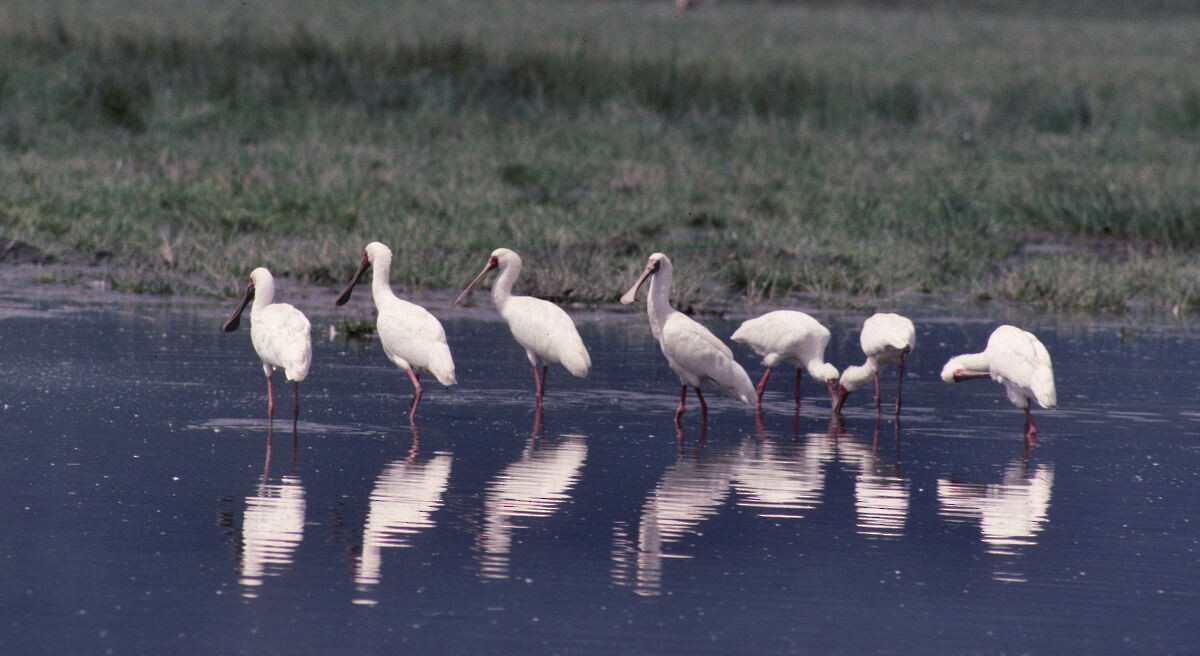Espátula Africana - ML646048493