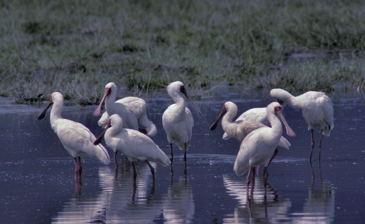 Espátula Africana - ML646048495
