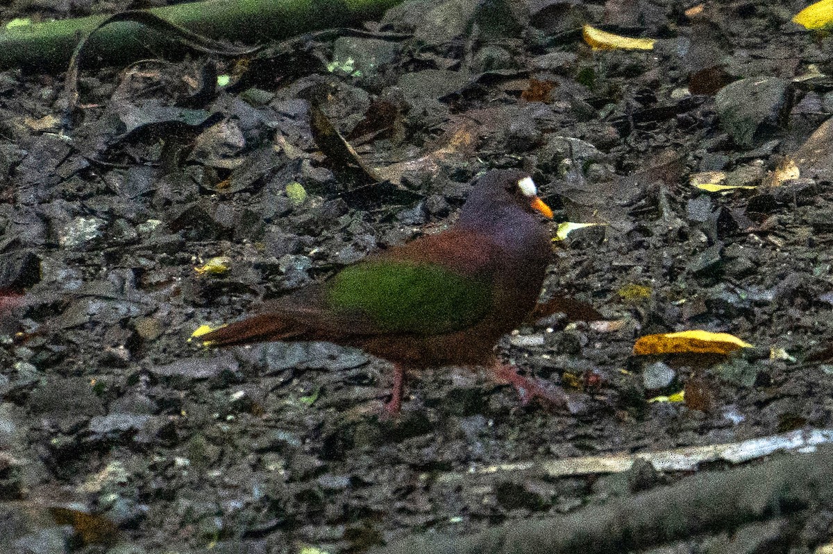 Palomita Esmeralda Dorsiparda - ML646048496