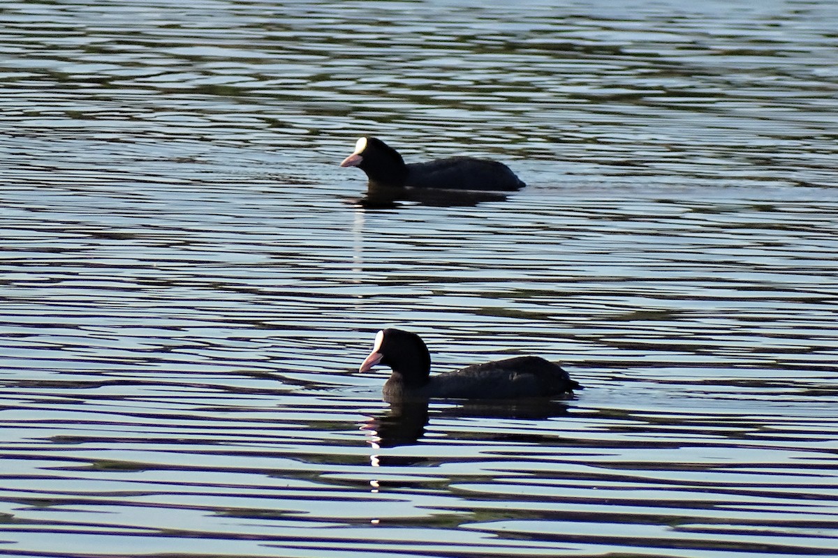 Focha Común - ML646048497