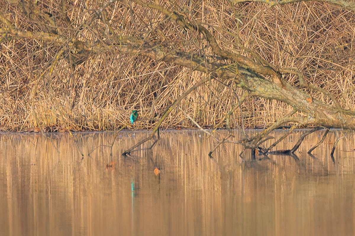 Martín Pescador Común - ML646048498