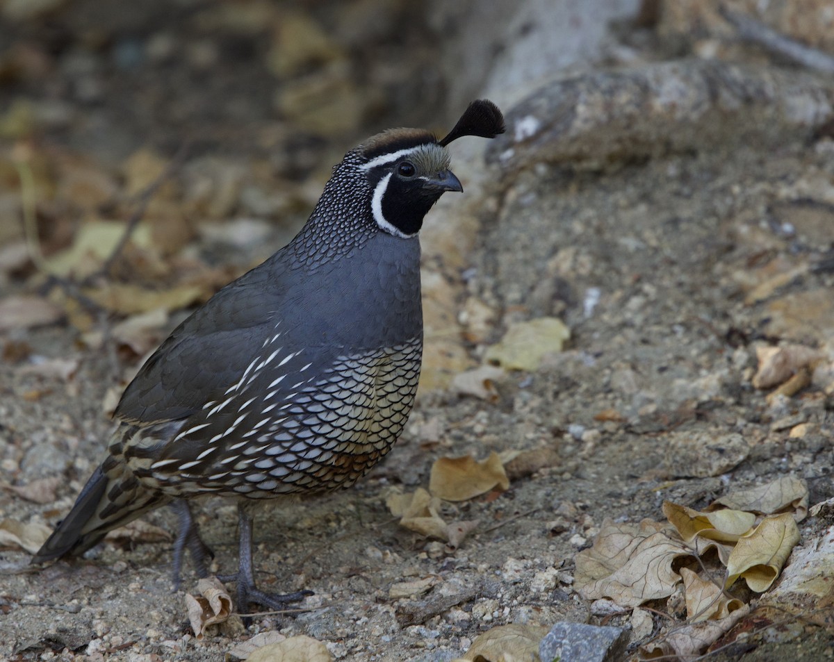 Colín de California - ML646048501