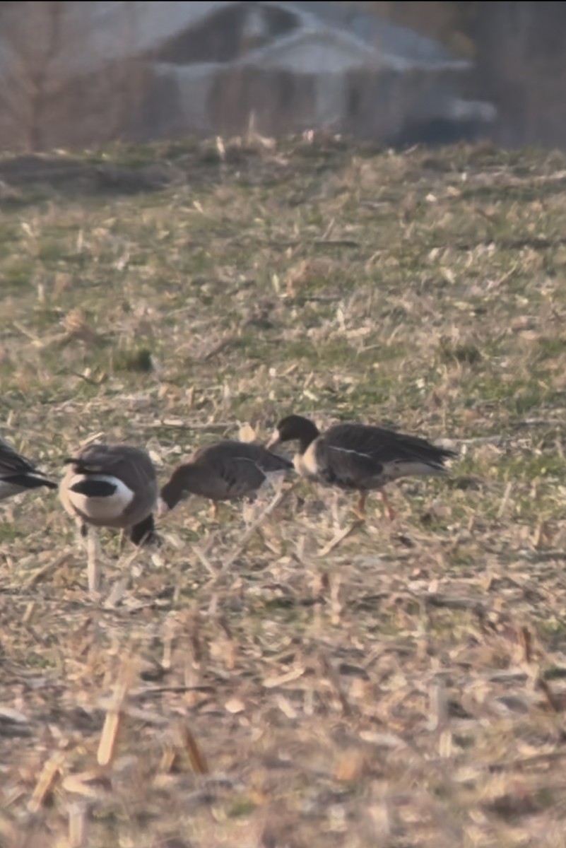 Greater White-fronted Goose - ML646048514