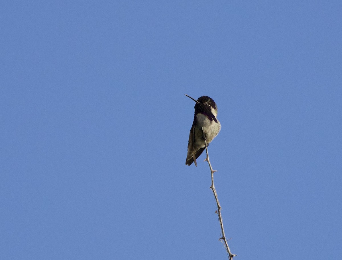 Costa's Hummingbird - ML646048517