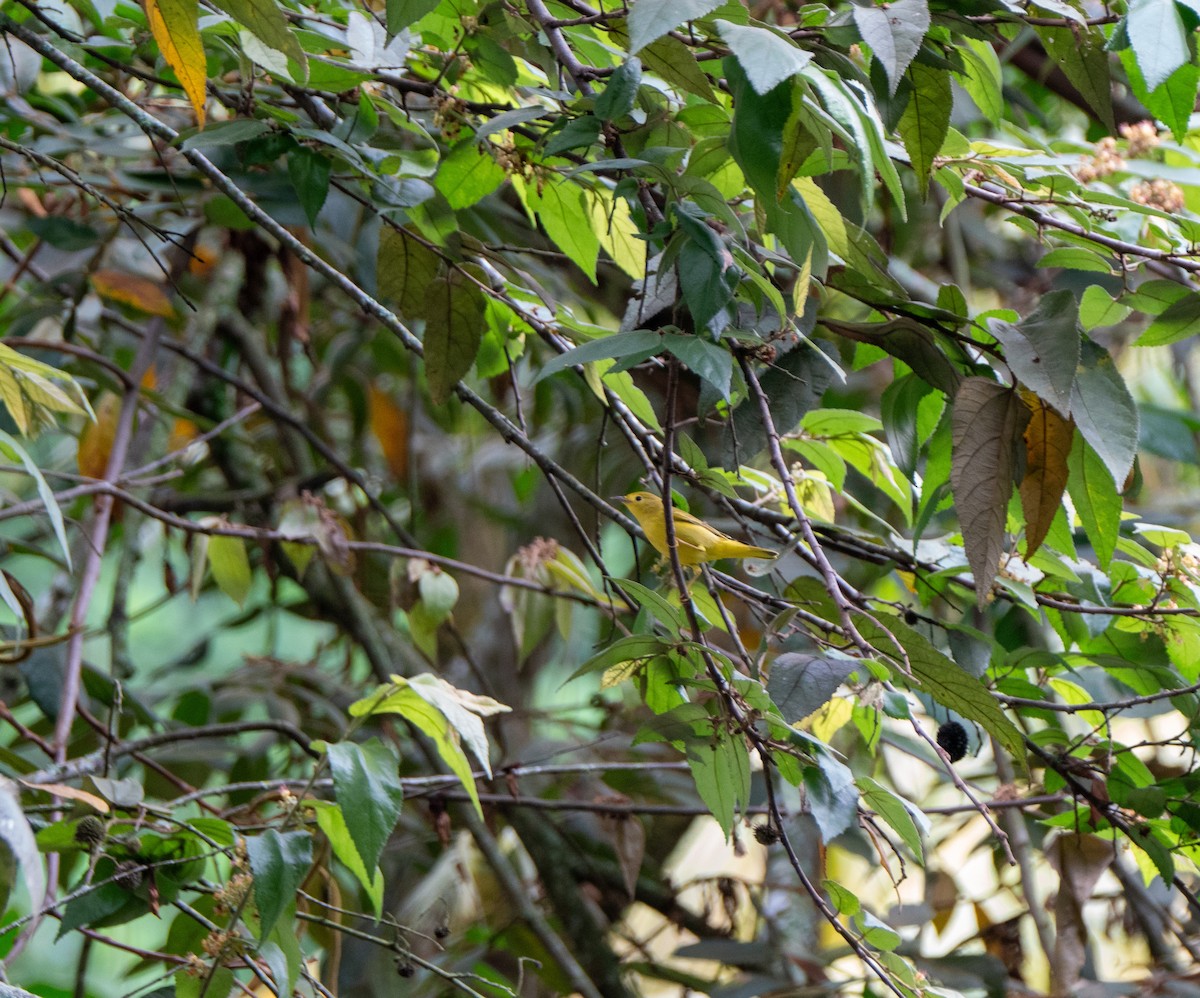 Northern Yellow Warbler - ML646048522