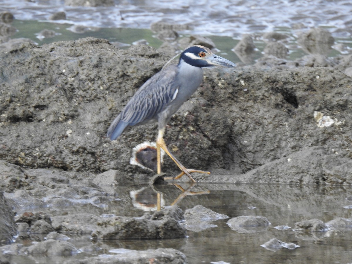 kvakoš žlutočelý - ML646048524