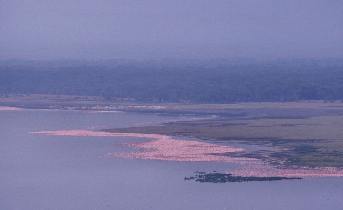 Zwergflamingo - ML646048526