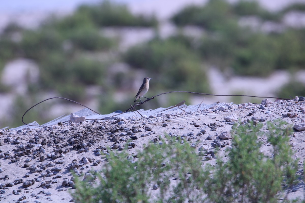 Isabelline Wheatear - ML646048529